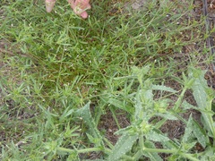 Convolvulus simulans