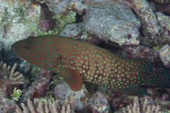 Cephalopholis cyanostigma