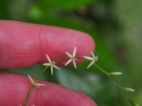 Petiveria alliacea