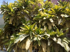 Codiaeum variegatum