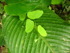 Image of Passiflora nubicola