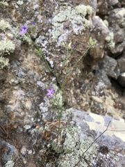 Gilia nevinii