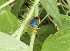 Edessa rufomarginata