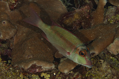 Lethrinus erythropterus