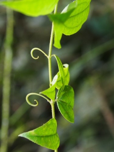 Image of Strychnos toxifera by (c) Lena Struwe, some rights reserved (CC BY-SA)