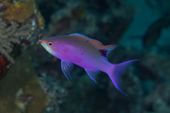 Mirolabrichthys tuka