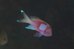 Pseudanthias pleurotaenia