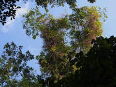 Securidaca diversifolia