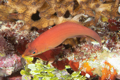 Pseudocheilinus evanidus