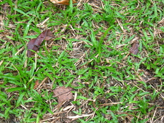Zoysia