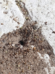 Tetramorium sericeiventre