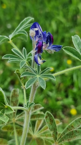 Image of Lupinus palaestinus by (c) ramidos, some rights reserved (CC BY)