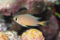 Pycnochromis atripes