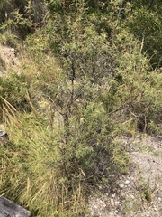 Adesmia miraflorensis