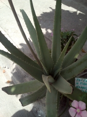 Aloe vera
