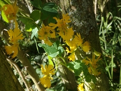 Tropaeolum seemannii