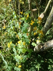 Tropaeolum seemannii