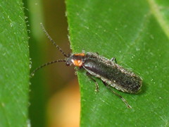 Rhagonycha lineola