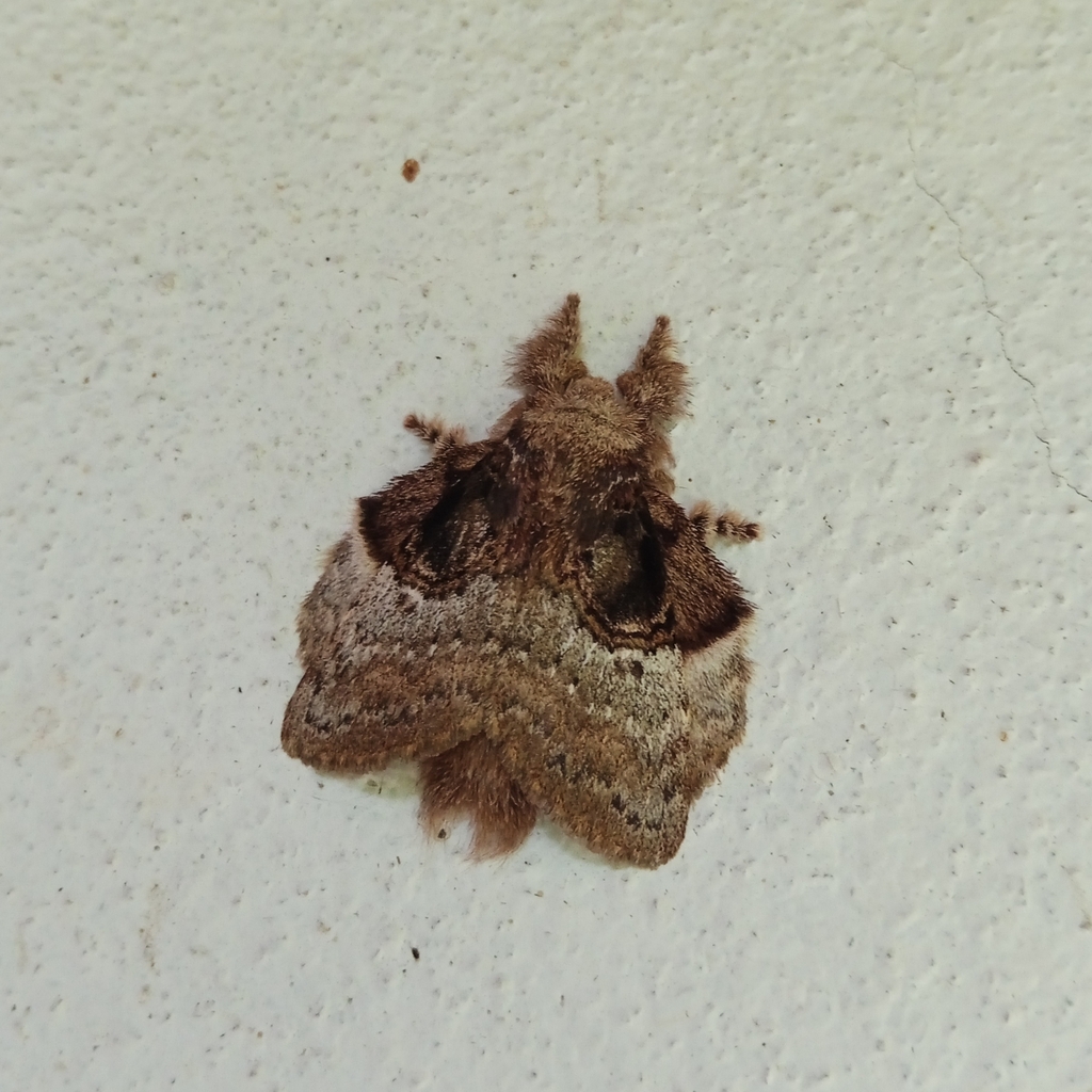Euglyphis moeschleri