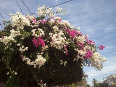 Bougainvillea
