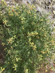 Acmispon dendroideus traskiae