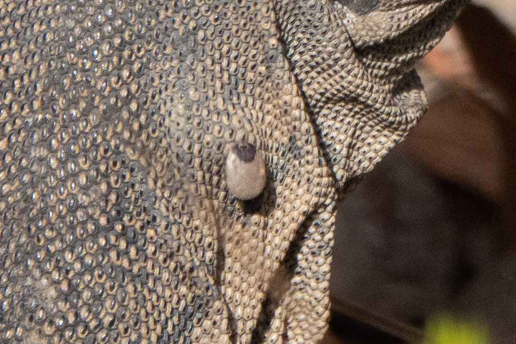Amblyomma fimbriatum