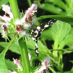 Pseudothyris sepulchralis