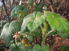 Ribes ciliatum