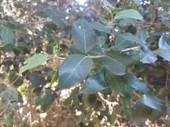 Chionanthus foveolatus