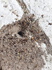 Tetramorium sericeiventre