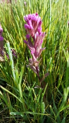 Castilleja densiflora