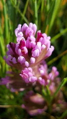 Castilleja densiflora