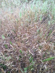 Deschampsia danthonioides