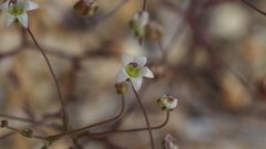 Nemacladus pinnatifidus