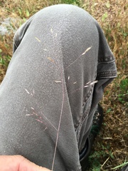 Deschampsia danthonioides