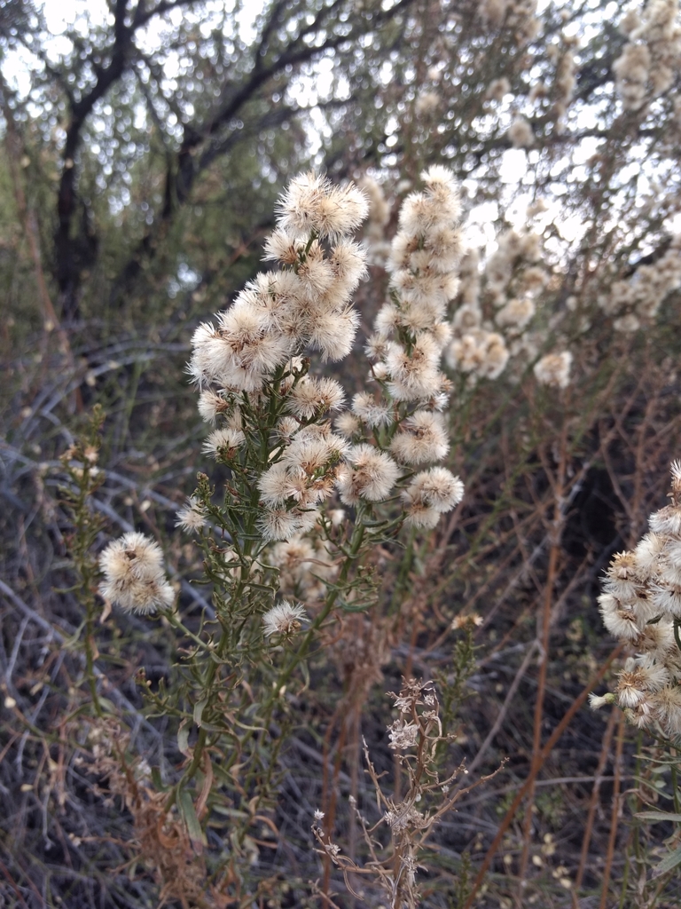Baccharis