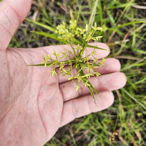 Image of Cyperus lecontei by no rights reserved