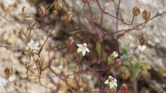 Nemacladus pinnatifidus