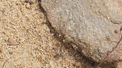 Nemacladus pinnatifidus