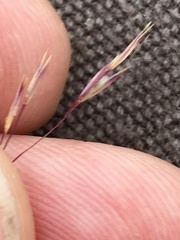 Deschampsia danthonioides
