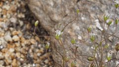 Nemacladus pinnatifidus