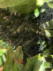 Araneae
