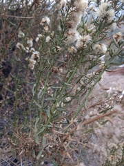 Baccharis paniculata