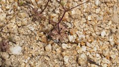 Nemacladus pinnatifidus