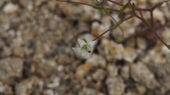 Nemacladus pinnatifidus