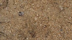 Nemacladus pinnatifidus