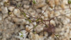 Nemacladus pinnatifidus