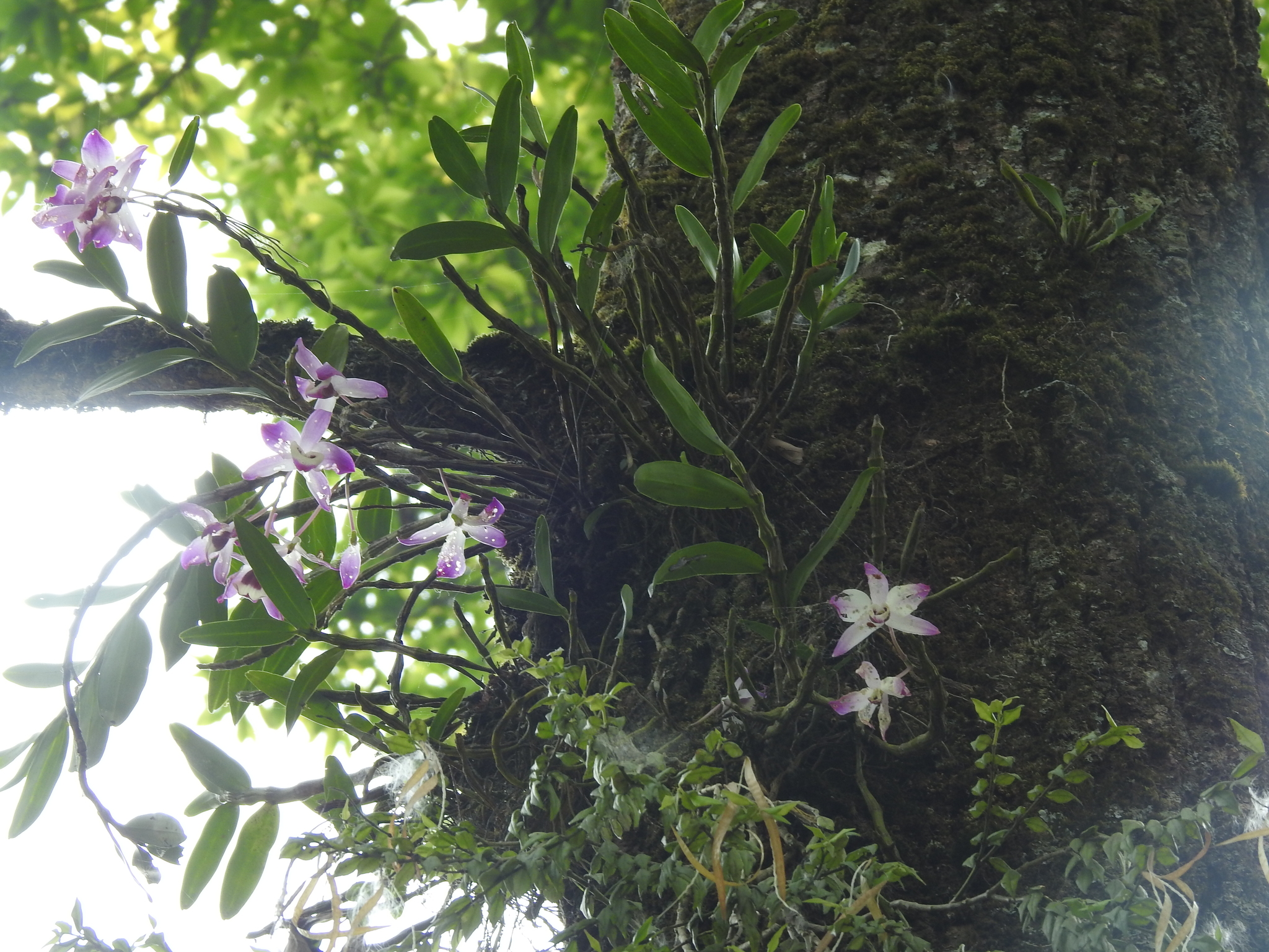 Imagem de Orquídea bambu