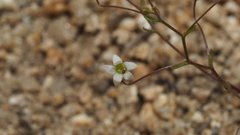 Nemacladus pinnatifidus