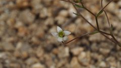 Nemacladus pinnatifidus